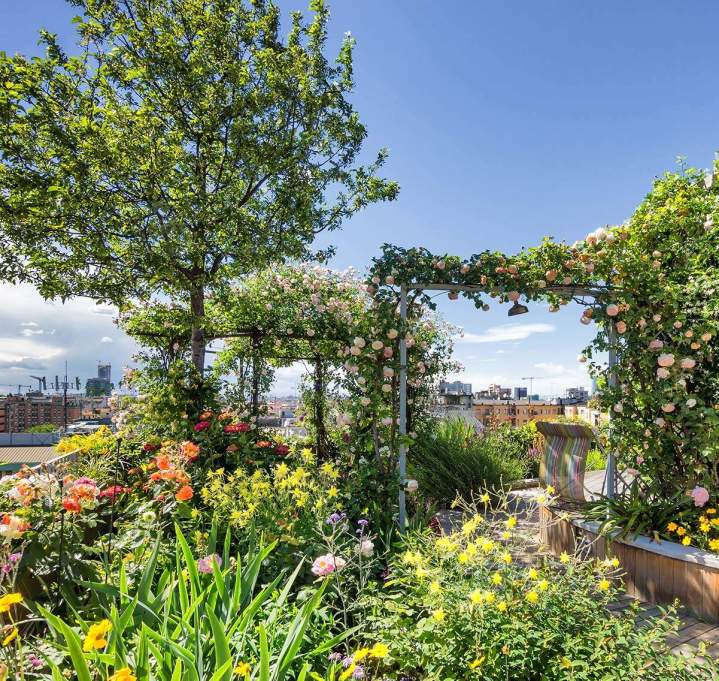 Entretien de jardin, Cassis